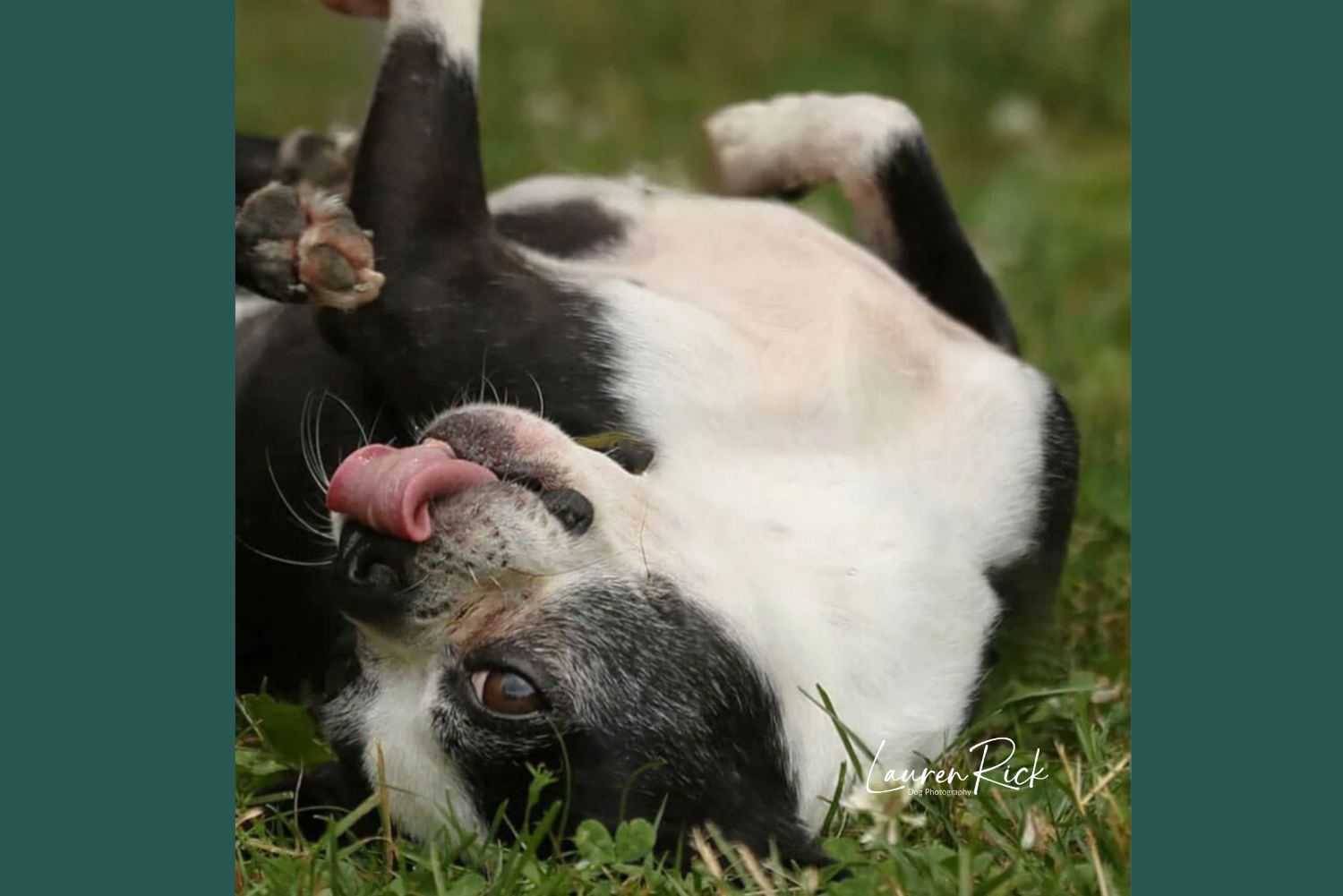 Lauren Rick Dog Photography Home Page Featured Image